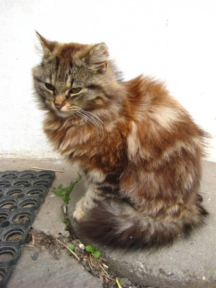 Norsk Skovkat Proptræk billede 2