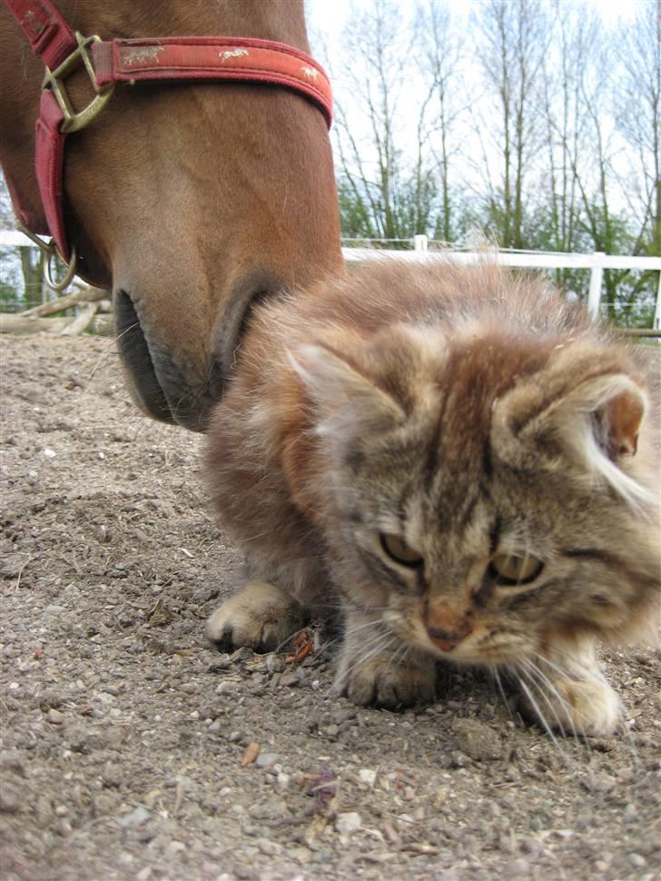 Norsk Skovkat Proptræk billede 3