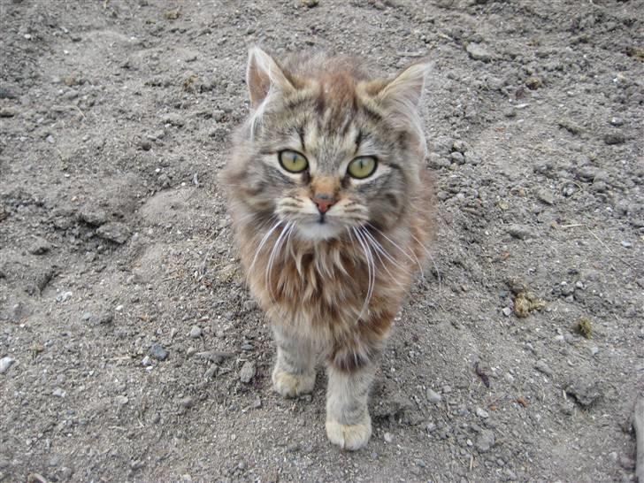 Norsk Skovkat Proptræk billede 4