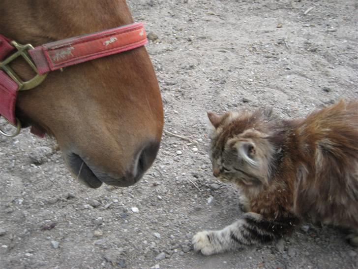 Norsk Skovkat Proptræk billede 5