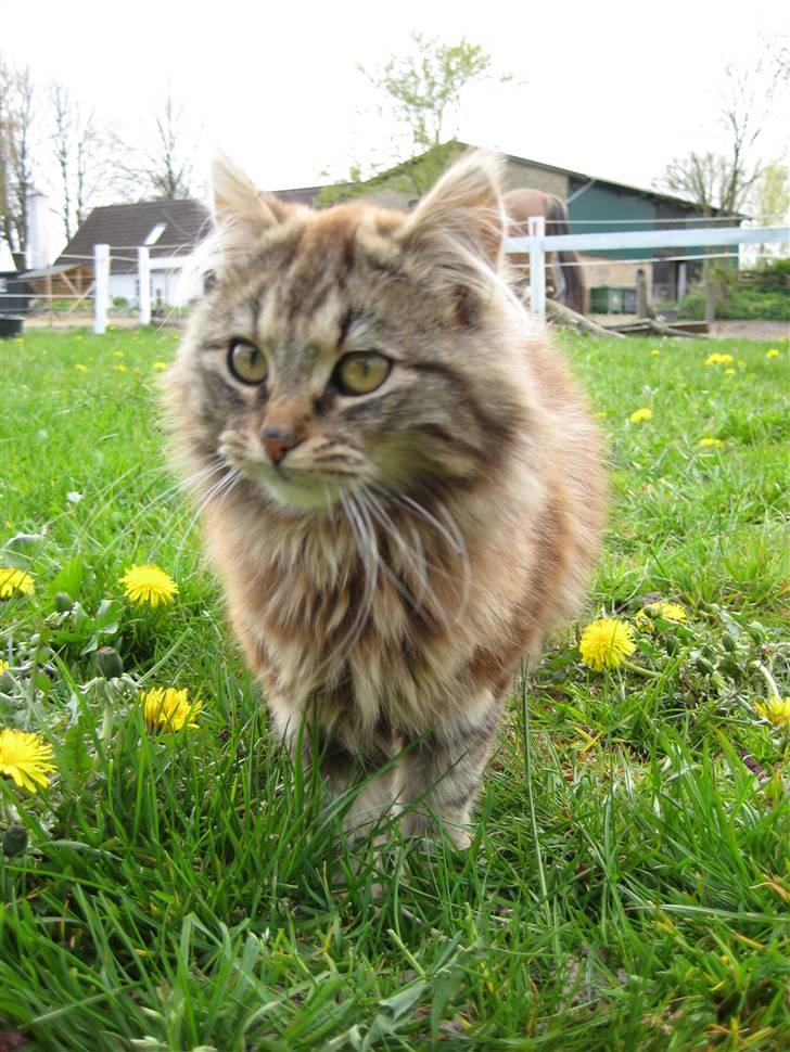 Norsk Skovkat Proptræk billede 6