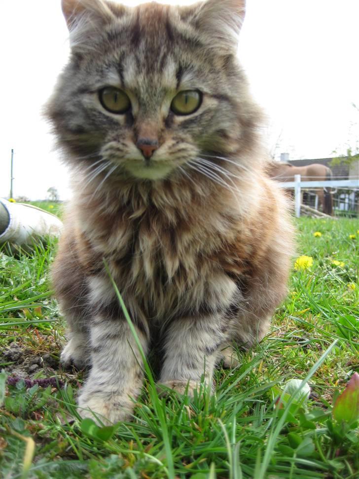 Norsk Skovkat Proptræk billede 7