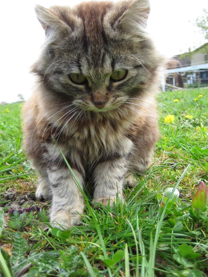 Norsk Skovkat Proptræk billede 8