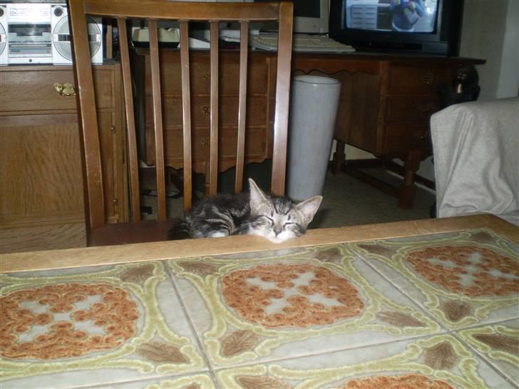 Huskat ingen i nu SOLGT - Vælkommen til killingens profil Foto Heidi billede 1