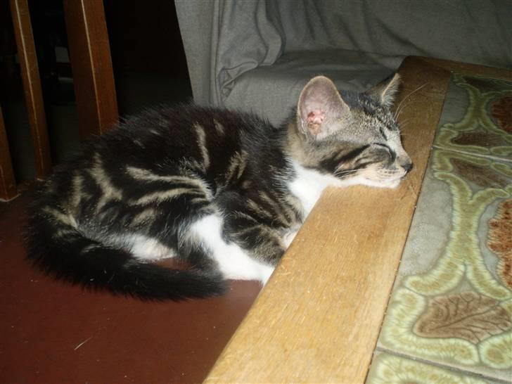 Huskat ingen i nu SOLGT - haha jeg lejer tarsan sammen med min ejer Foto Heidi billede 2