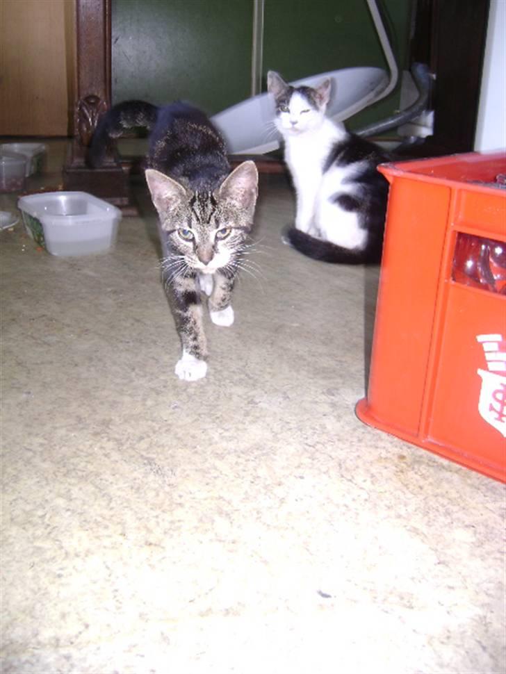 Huskat ingen i nu SOLGT - min øl kas nam. Foto Heidi billede 3