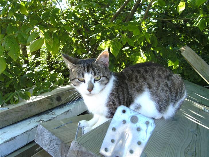 Huskat Risifutti - Vælkommen til risifuttis profil. Foto Heidi billede 1