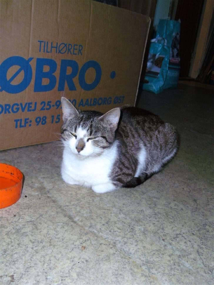 Huskat Risifutti - her lejer risifuti med et tæppe. Foto Heidi billede 2