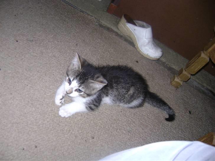 Huskat Risifutti - her ligger hun og nyder det på gulvet. Foto Heidi billede 3