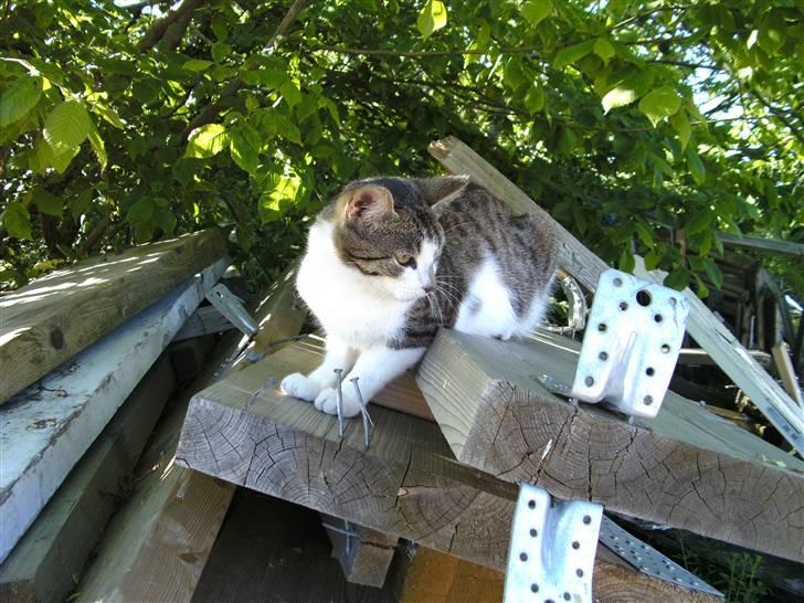 Huskat Risifutti - hahaha det er nemlig mit kamara. Foto Heidi billede 4
