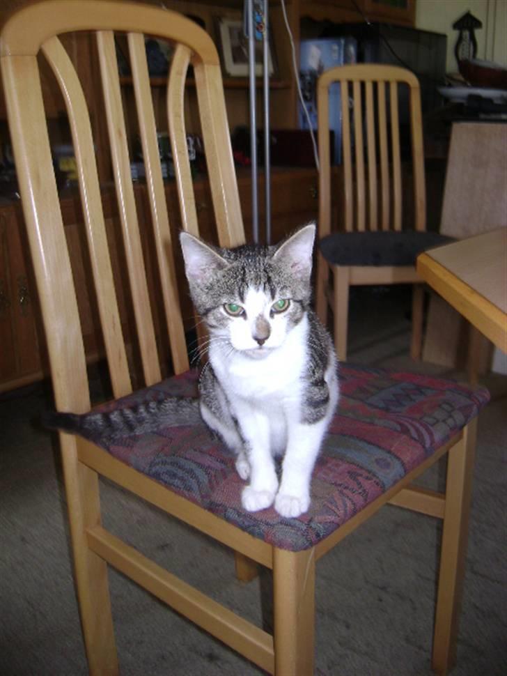 Huskat Risifutti - min stol desvære. Foto Heidi billede 5