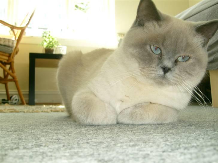 British Shorthair Wiki's Ida billede 5