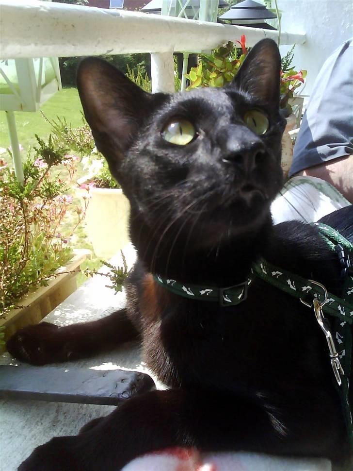 Orientaler Amin billede 1