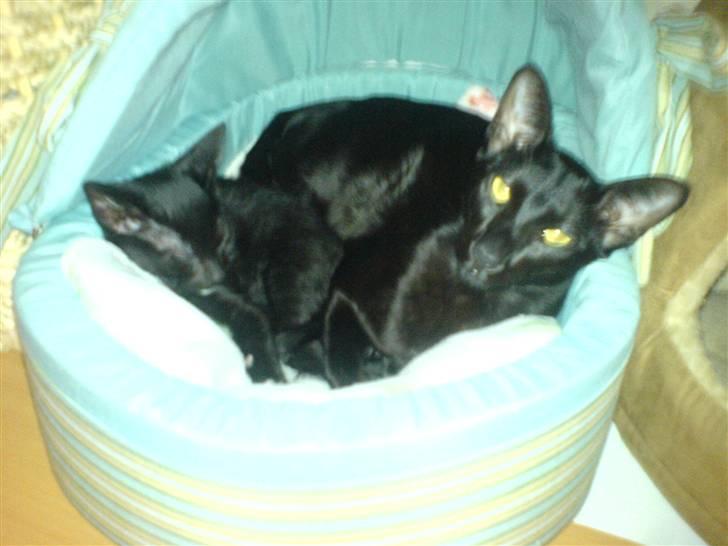 Orientaler Amin billede 2