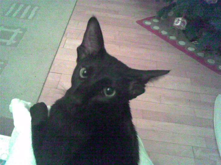 Orientaler Amin billede 3