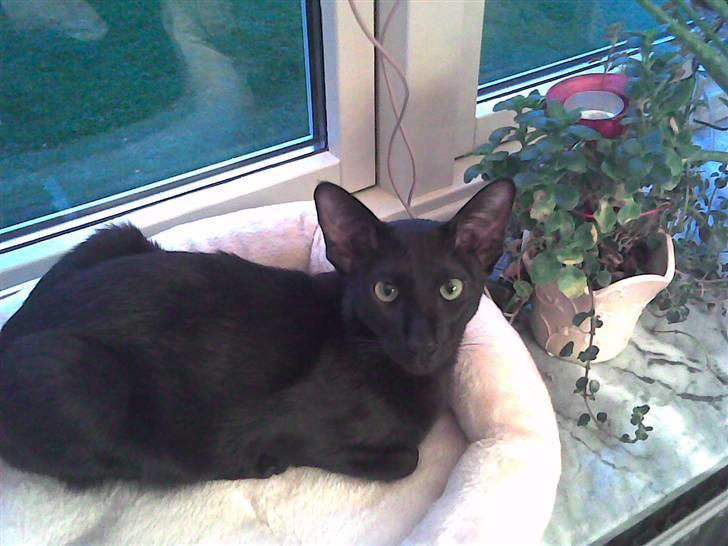 Orientaler Amin billede 4