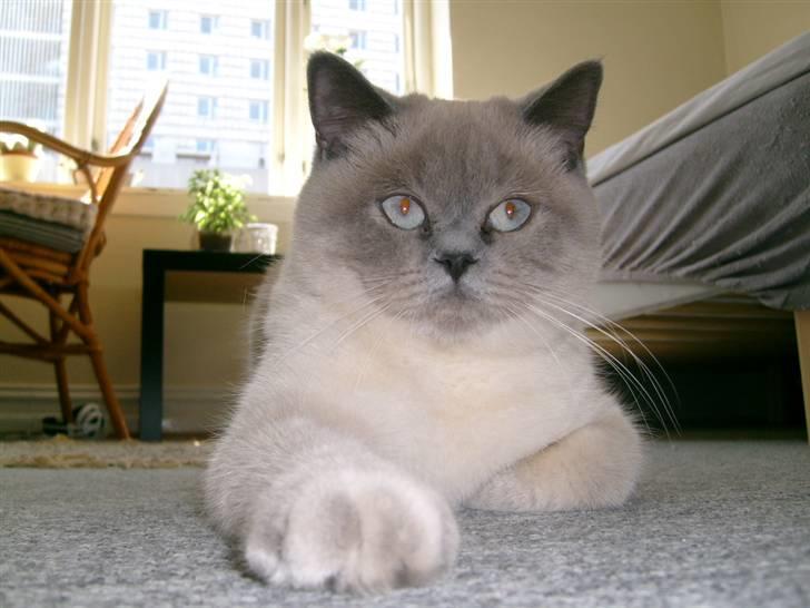 British Shorthair Wiki's Ida billede 6