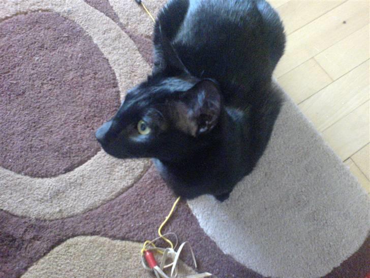 Orientaler Amin billede 5