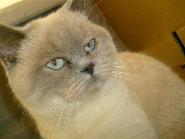 British Shorthair Wiki's Ida billede 7