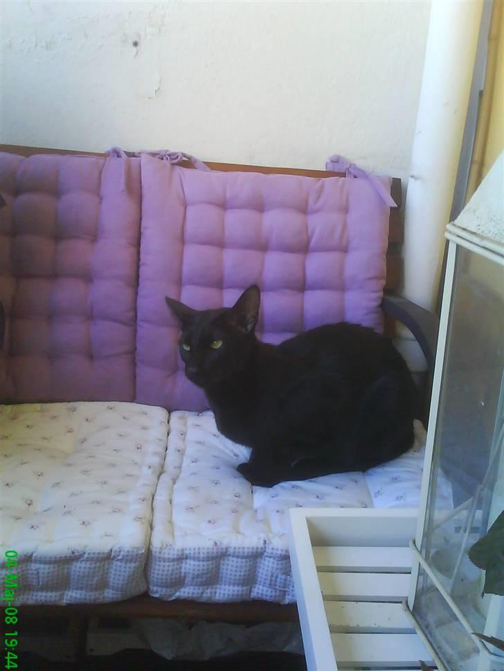 Orientaler Amin billede 6