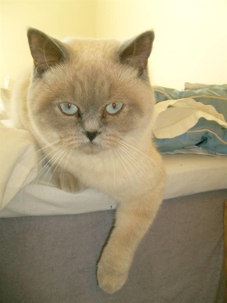 British Shorthair Wiki's Ida billede 8