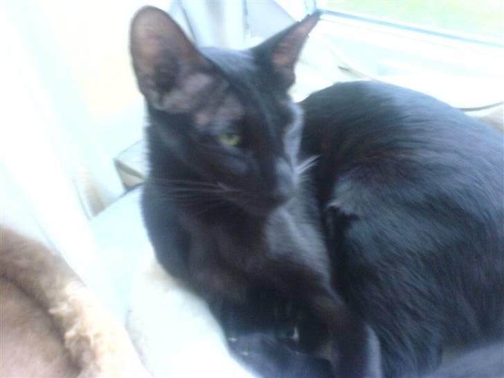 Orientaler Amin billede 7