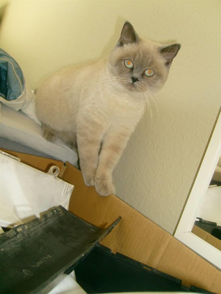British Shorthair Wiki's Ida billede 9