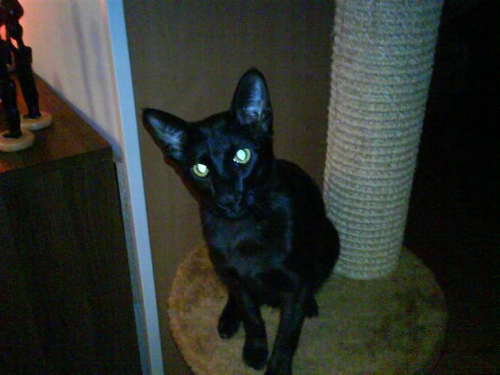 Orientaler Amin billede 8