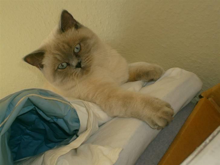 British Shorthair Wiki's Ida billede 10