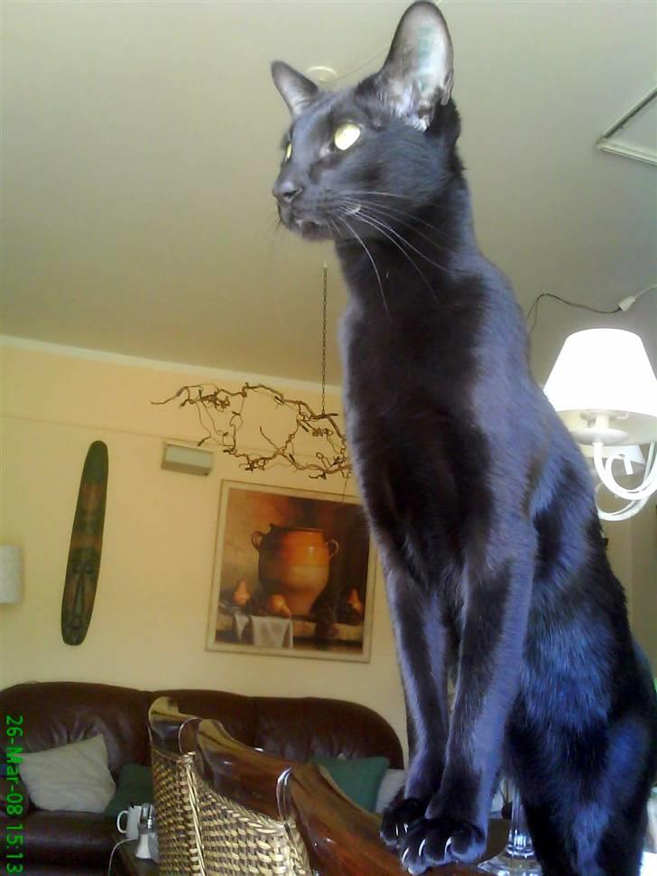 Orientaler Amin billede 9