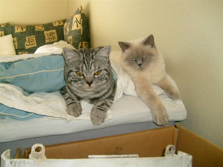 British Shorthair Wiki's Ida billede 11