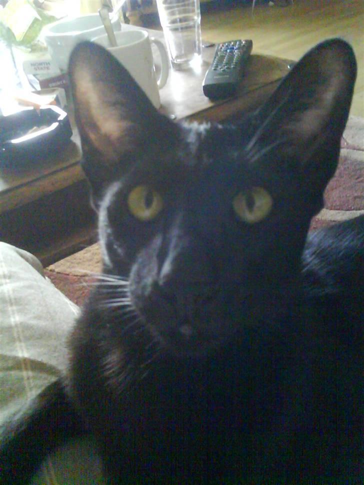 Orientaler Amin billede 10