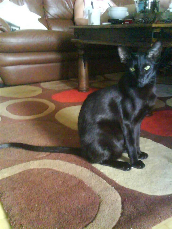 Orientaler Amin billede 12