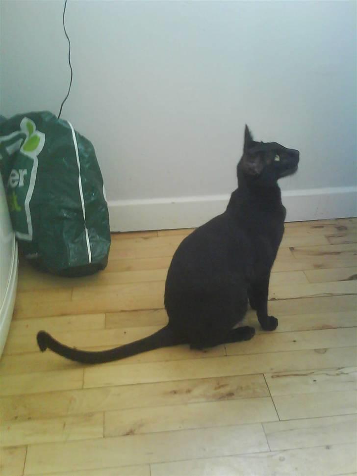 Orientaler Amin billede 13