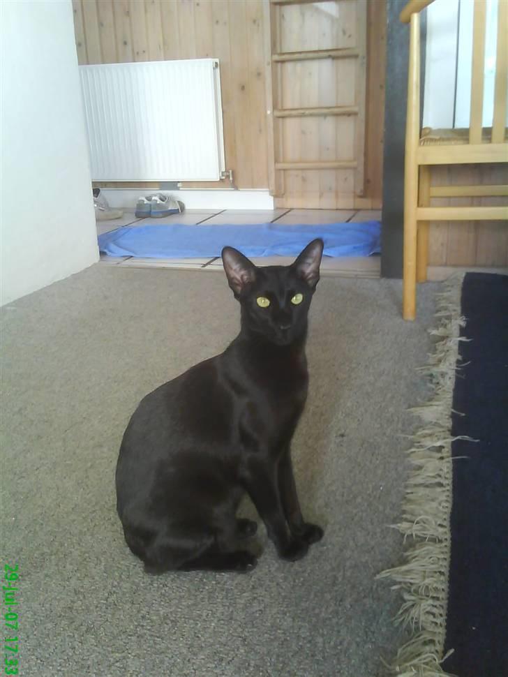 Orientaler Amin billede 14