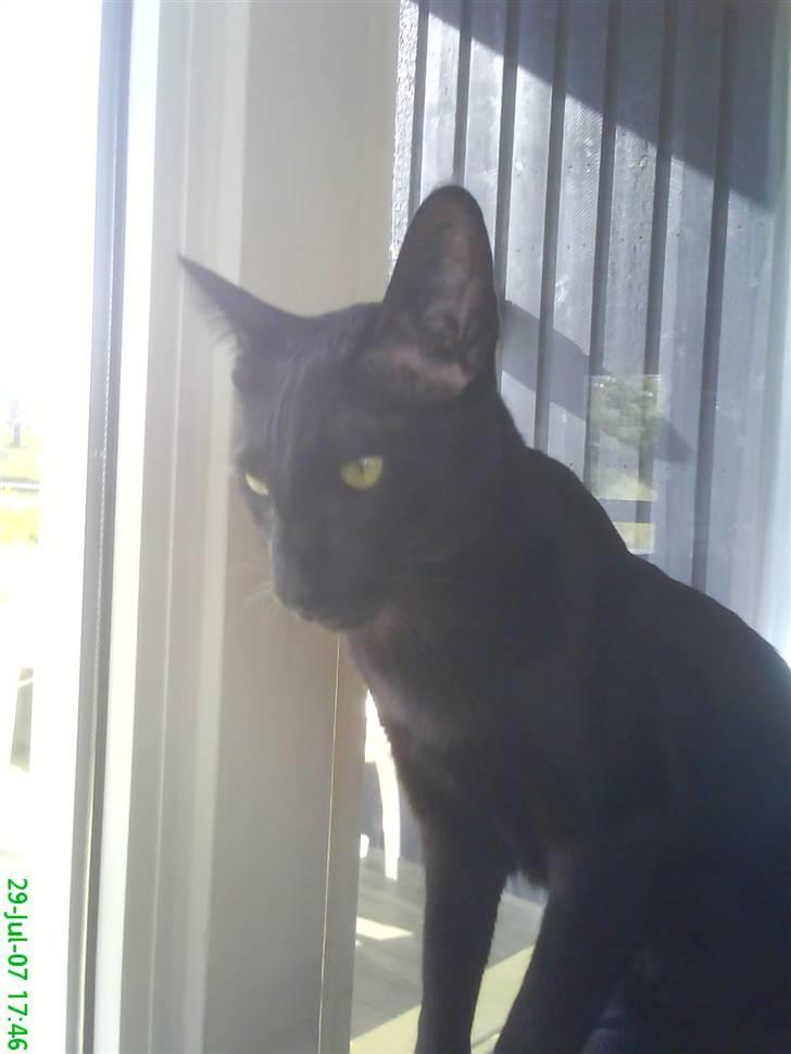 Orientaler Amin billede 15