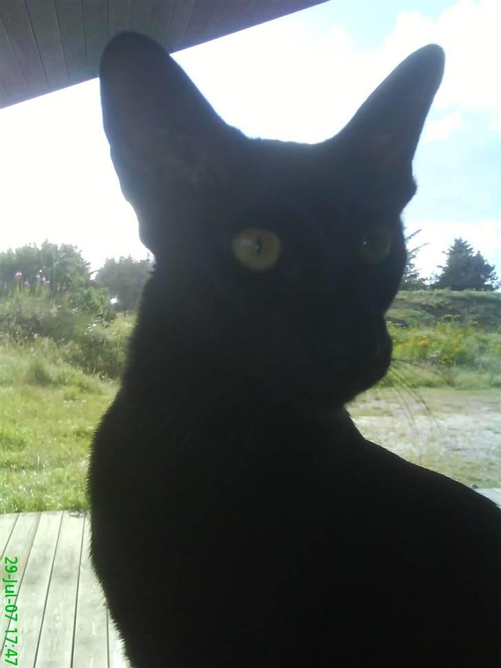 Orientaler Amin billede 16