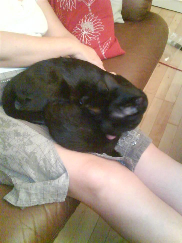 Orientaler Amin billede 17