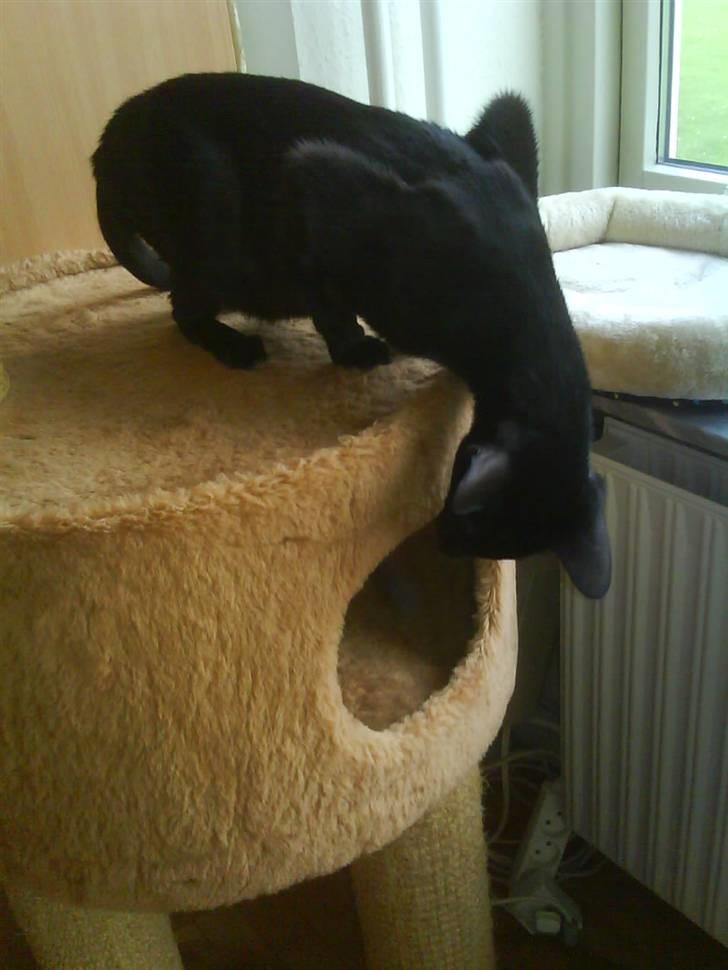 Orientaler Amin billede 18