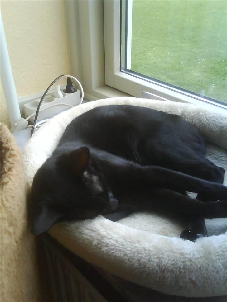 Orientaler Amin billede 19