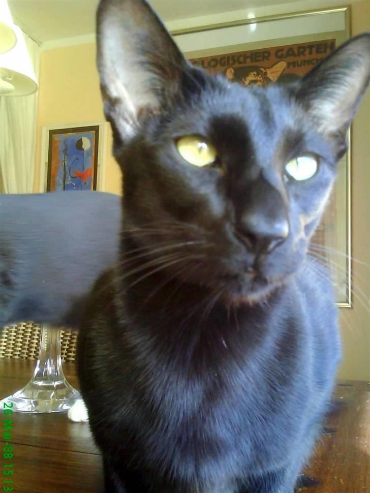 Orientaler Amin billede 20