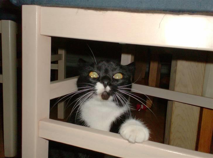 Blanding af racer isabella | d, 3/2-2008 billede 4