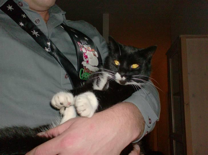 Blanding af racer isabella | d, 3/2-2008 billede 5