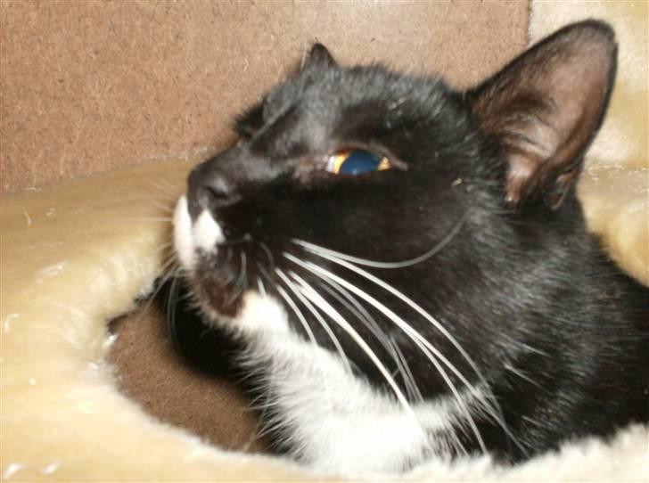 Blanding af racer isabella | d, 3/2-2008 billede 6