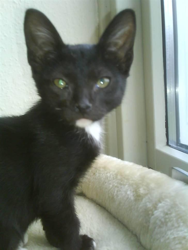 Blanding af racer Elvis billede 1