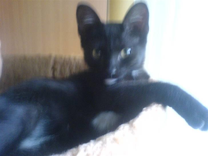 Blanding af racer Elvis billede 2