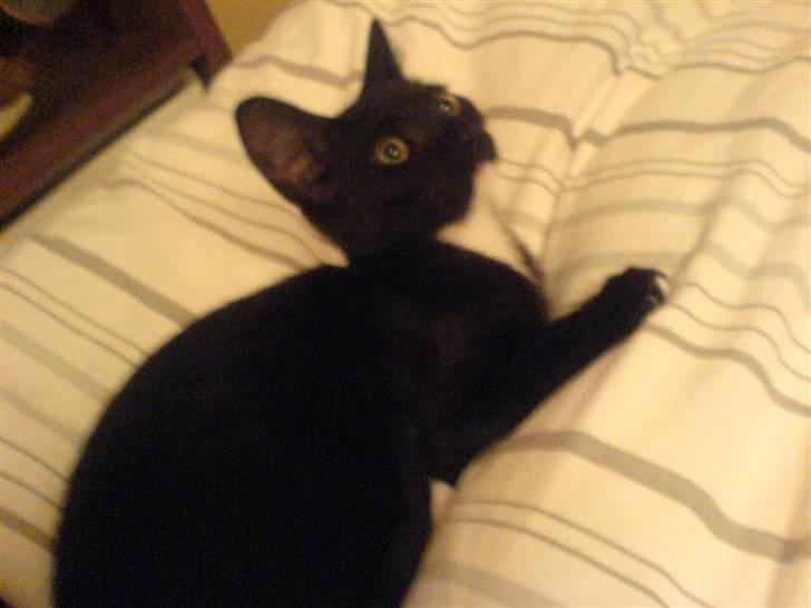 Blanding af racer Elvis billede 3