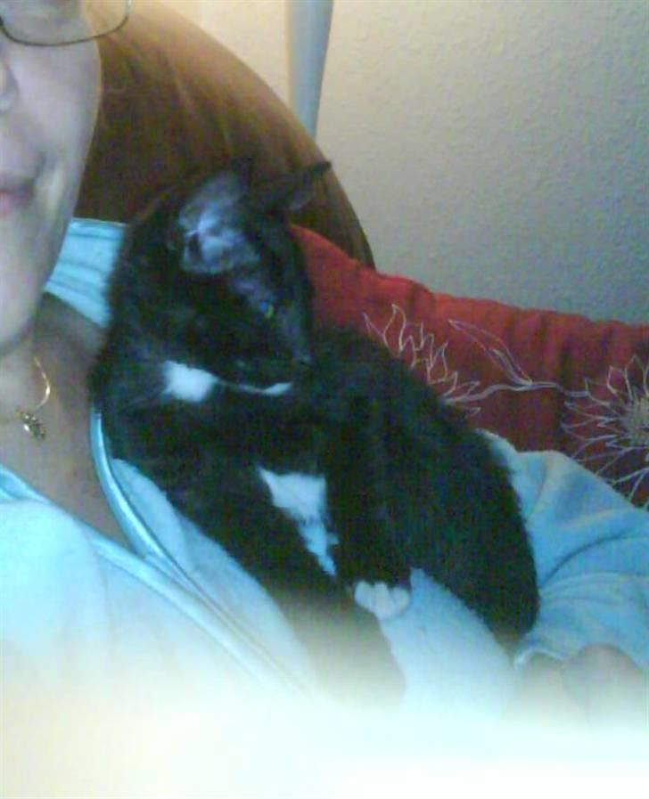 Blanding af racer Elvis billede 4