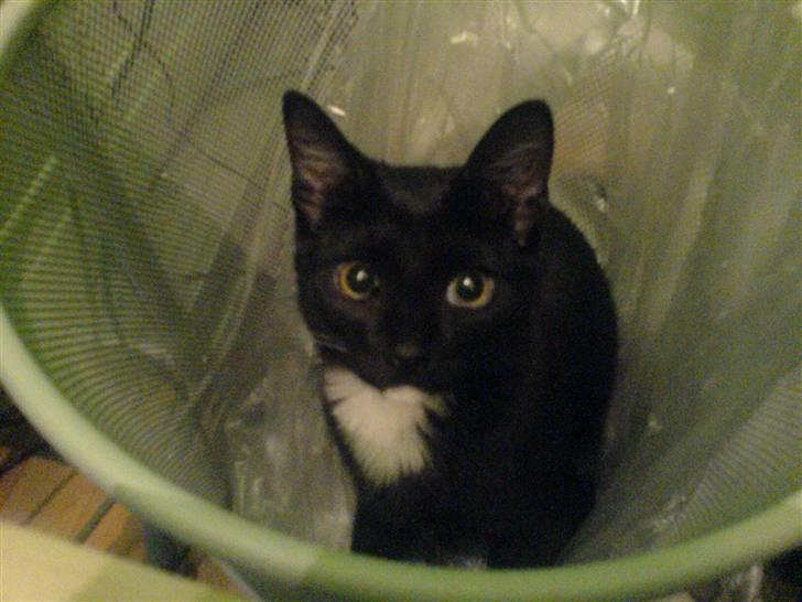 Blanding af racer Elvis billede 6