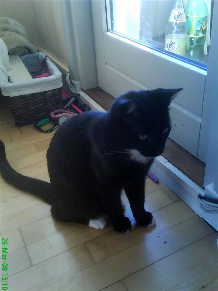 Blanding af racer Elvis billede 7